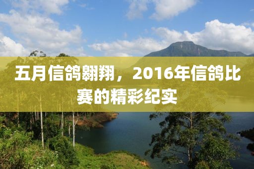 五月信鴿翱翔，2016年信鴿比賽的精彩紀實