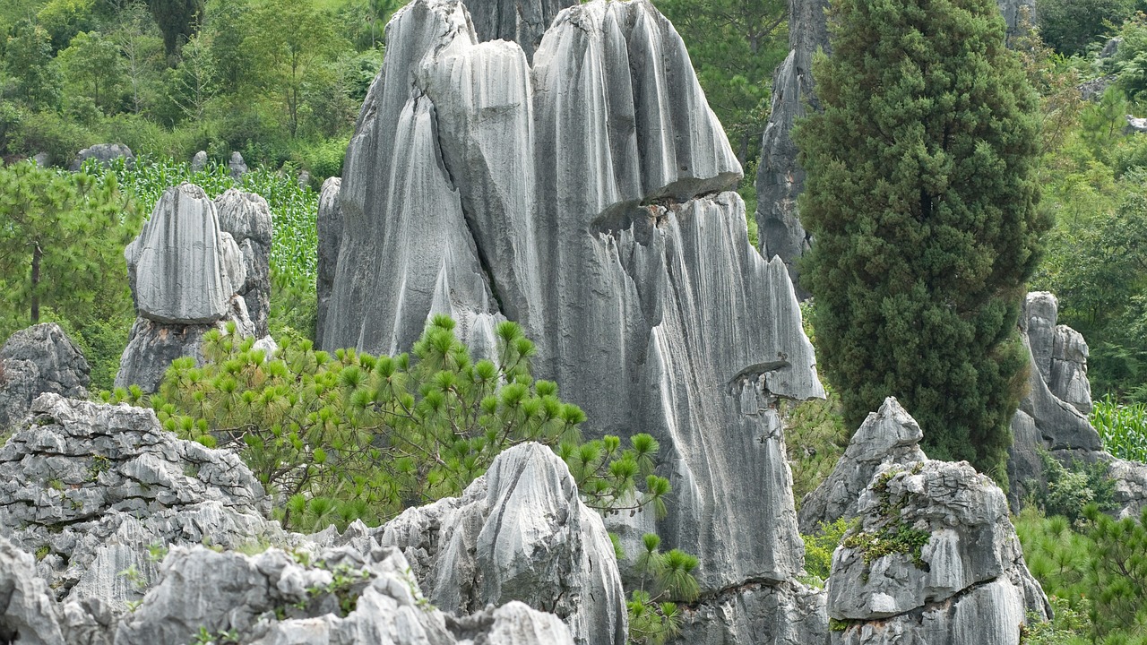 云南最新豬價(jià)動(dòng)態(tài)及深度分析