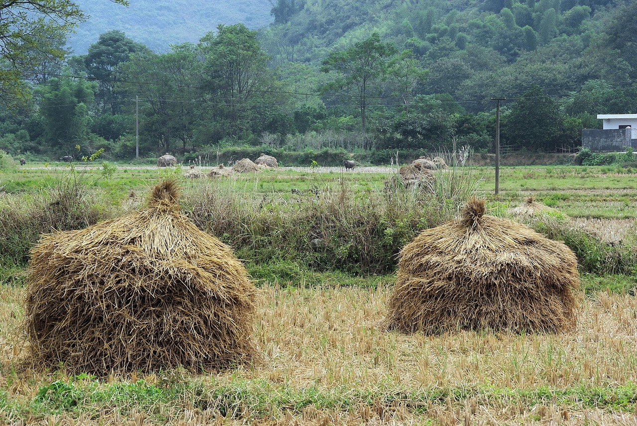 內(nèi)華達(dá)州選舉最新動(dòng)態(tài)，重塑未來的力量揭曉