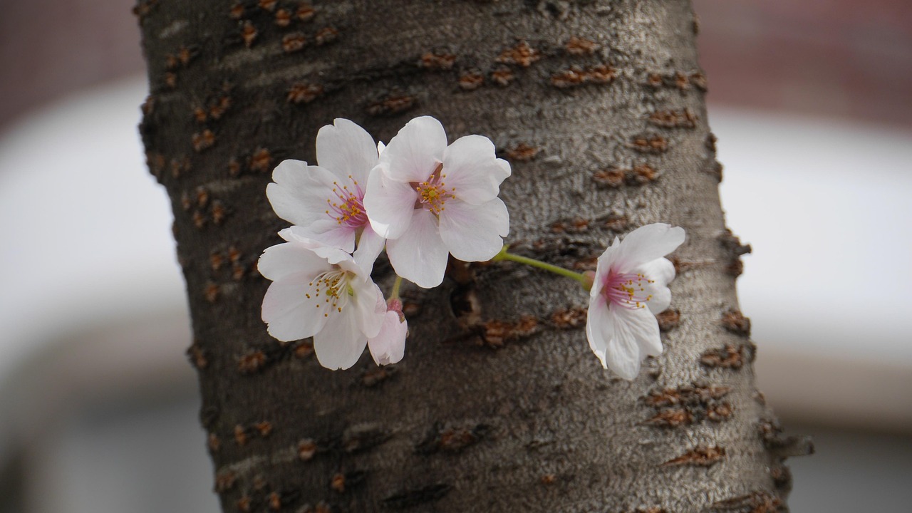 櫻桃產(chǎn)業(yè)最新動(dòng)態(tài)，從種植到市場(chǎng)全方位解讀櫻桃最新消息