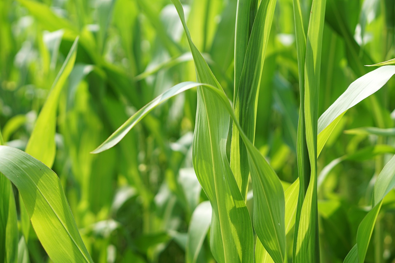 4月東北玉米批發(fā)價(jià)格及走勢分析