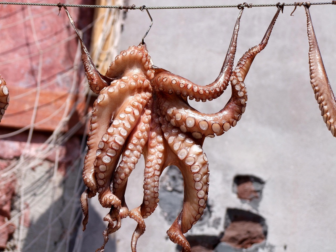 四月干魷魚行情深度探討