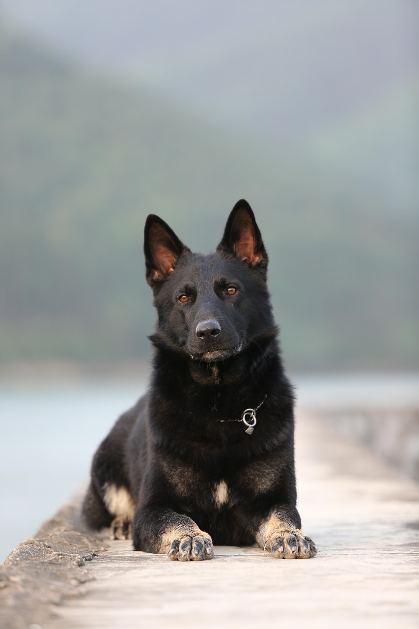 四月份德國牧羊犬價格深度探討