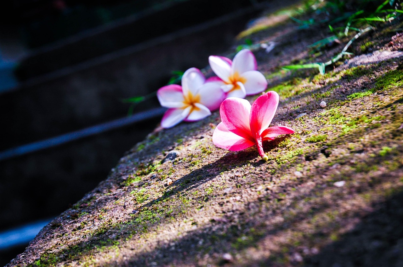 幼稚園里