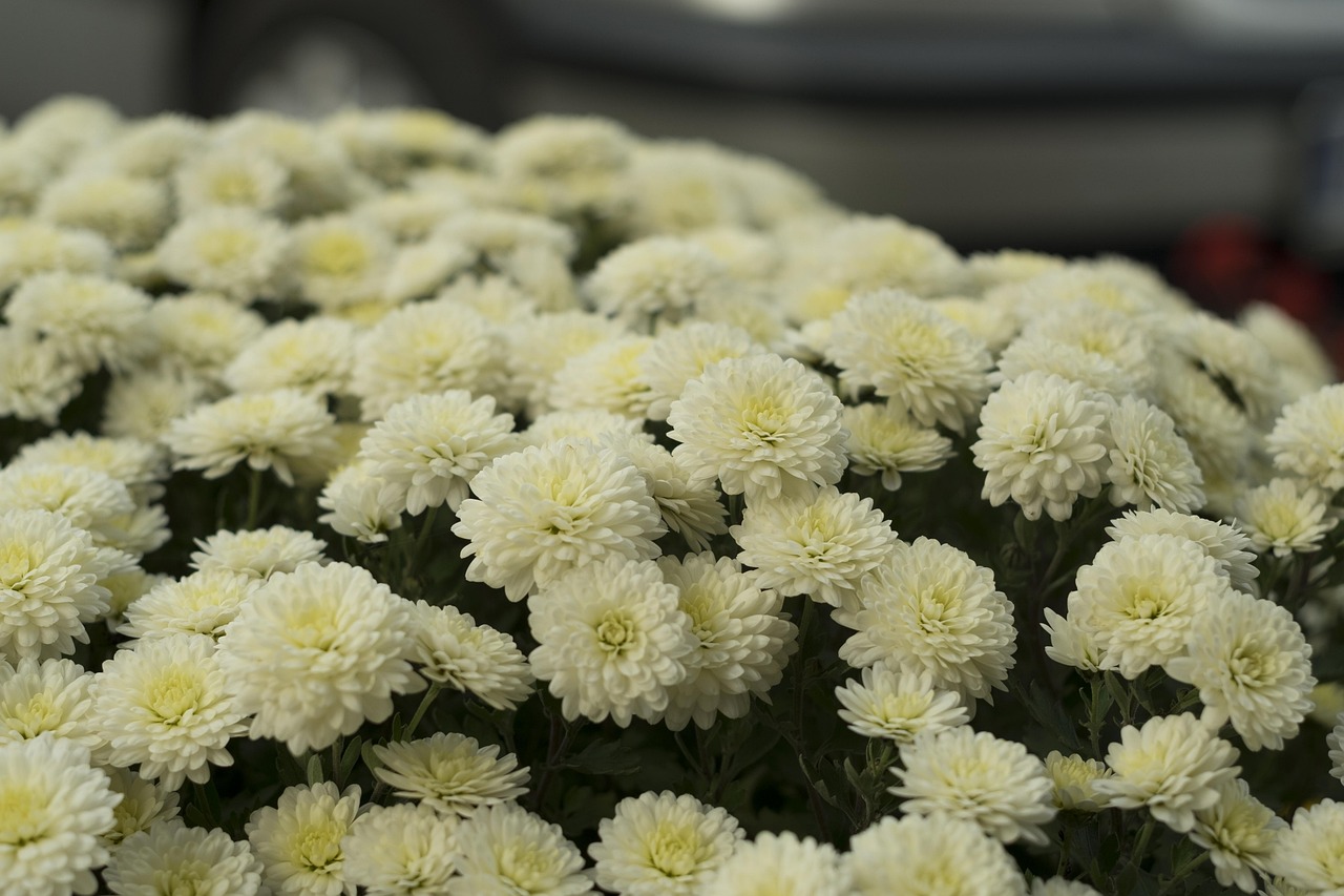 4月隨珠花園最新動(dòng)態(tài)概覽