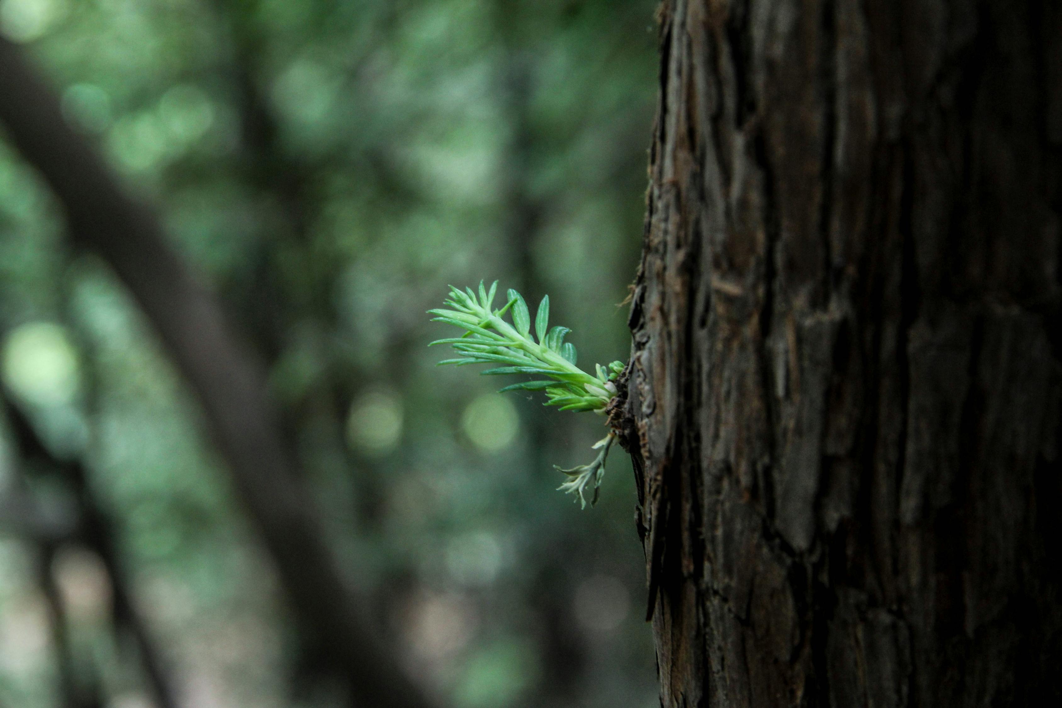 五月萌芽熊新篇，成長的力量與希望的綻放