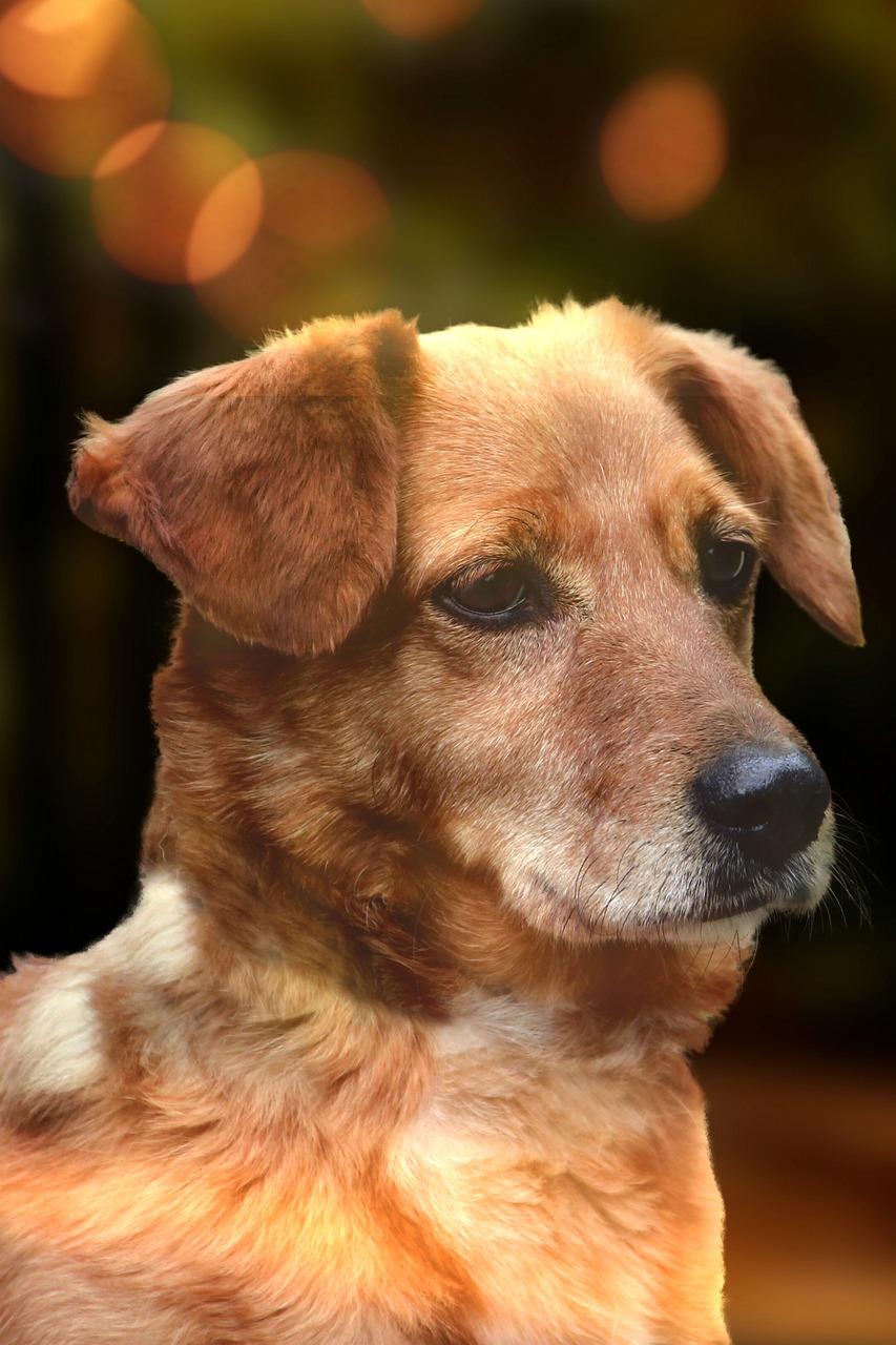 五月獨特犬種魅力探索，最新犬種介紹