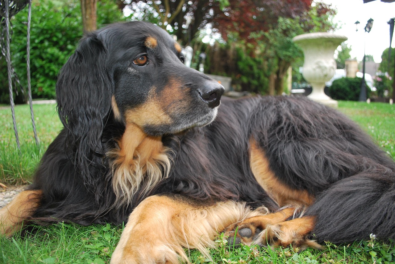 五月女明星與萌犬的溫馨時光